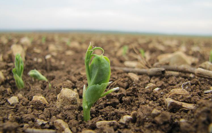 Bonne implantation, levée précoce et homogène, et bonne nodulation permettent d’obtenir un pois robuste.