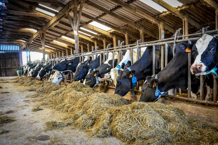 Le logiciel Optim’al calcule une ration pour les vaches laitières à l’auge en optimisant l’économie et l’autonomie protéique.