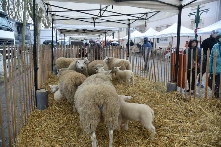 Foire des cours à Gien 