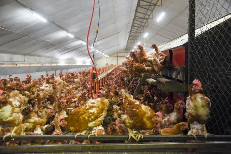 La présence avérée du virus de l'influenza aviaire en Eure-et-Loir ne change pas grand-chose pour les élevages qui confinaient déjà leurs animaux. En revanche, l'attention des éleveurs sur les mesures de biosécurité est rappelée.