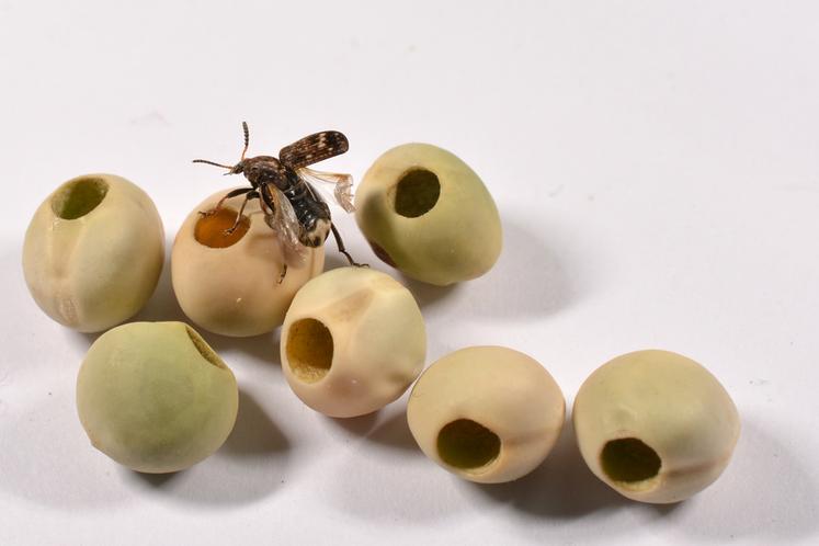 Graines de pois bruchées.