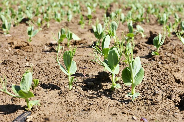 Pois de printemps : peuplement optimal.