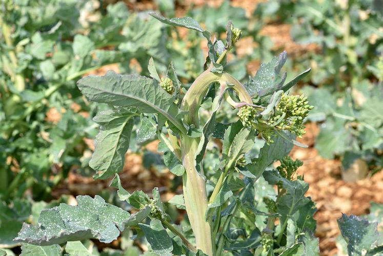 Eclatements occasionnés par des piqûres de ponte de charançon de la tige du colza, en haut de tige. 