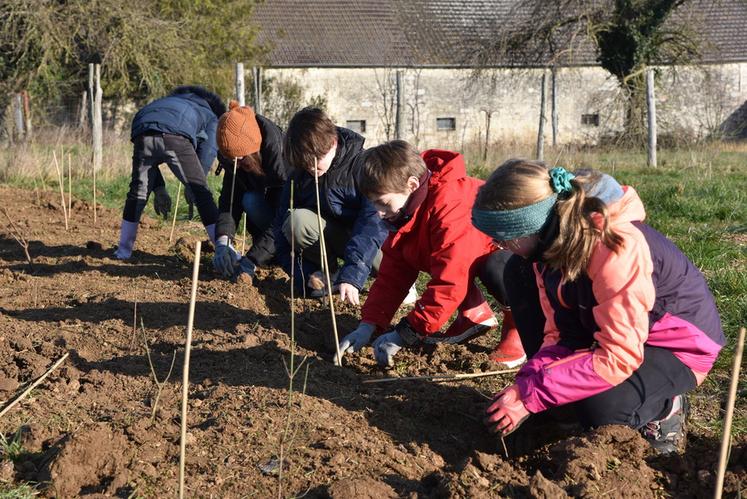 Les enfants ont réalisé ces plantations sur le parcours des poules pondeuses de l'exploitant.