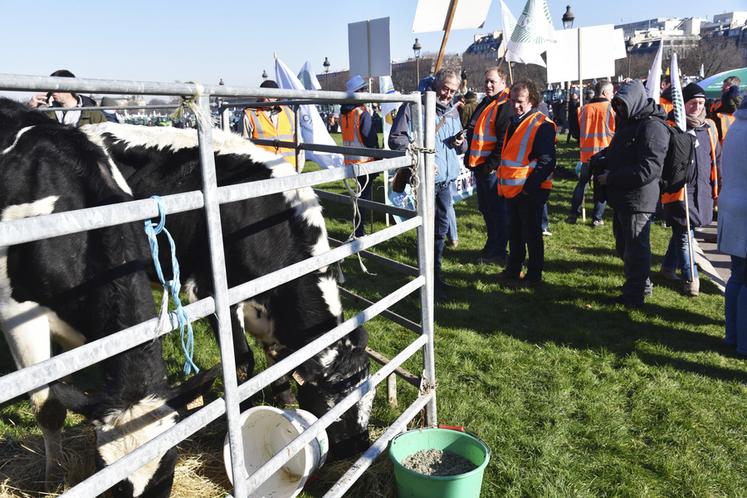 Les génisses de Geoffrey Bouzonie, éleveur à la Ferme de Courcelles à Tournan-en-Brie, broutent l'herbe de l'esplanade des Invalides.