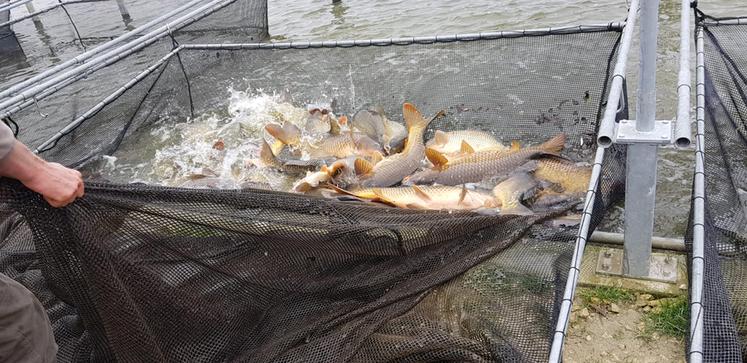 L'agriculteur s'est lancé dans cette aventure piscicole en 2020.