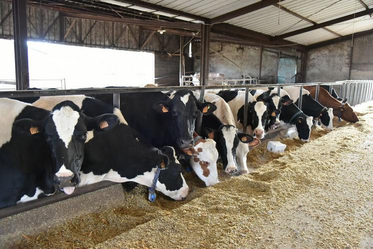 Après le départ de My-Way et Papaye, cinq autres vaches de l'élevage sont venues au Sia pour représenter la race prim'holstein jusqu'à la fin de l'événement.