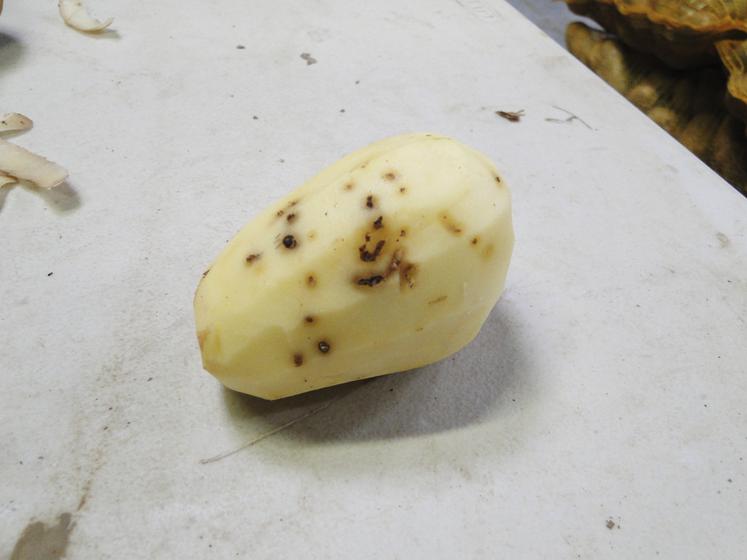 Dégâts de taupins sur pomme de terre : morsures et galeries.