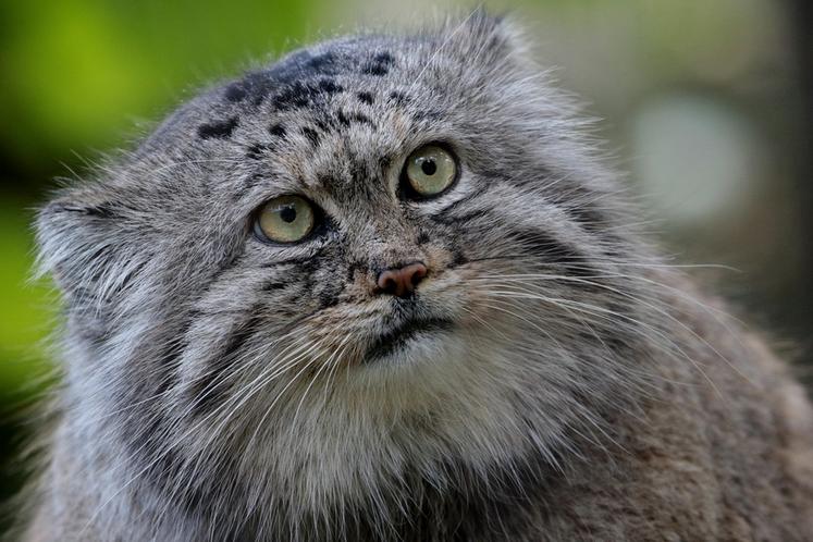 Chat de Pallas mâle, appelé aussi manul.