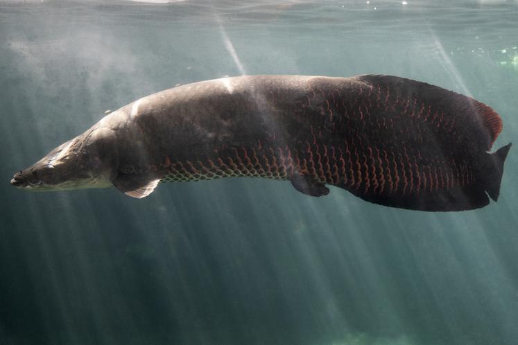 Arapaima.