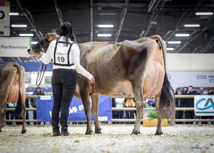 Jers'Hys Kyara a été sacrée grande championne jersiaise dans la catégorie adulte, le 3 mars au Salon international de l'agriculture à Paris.