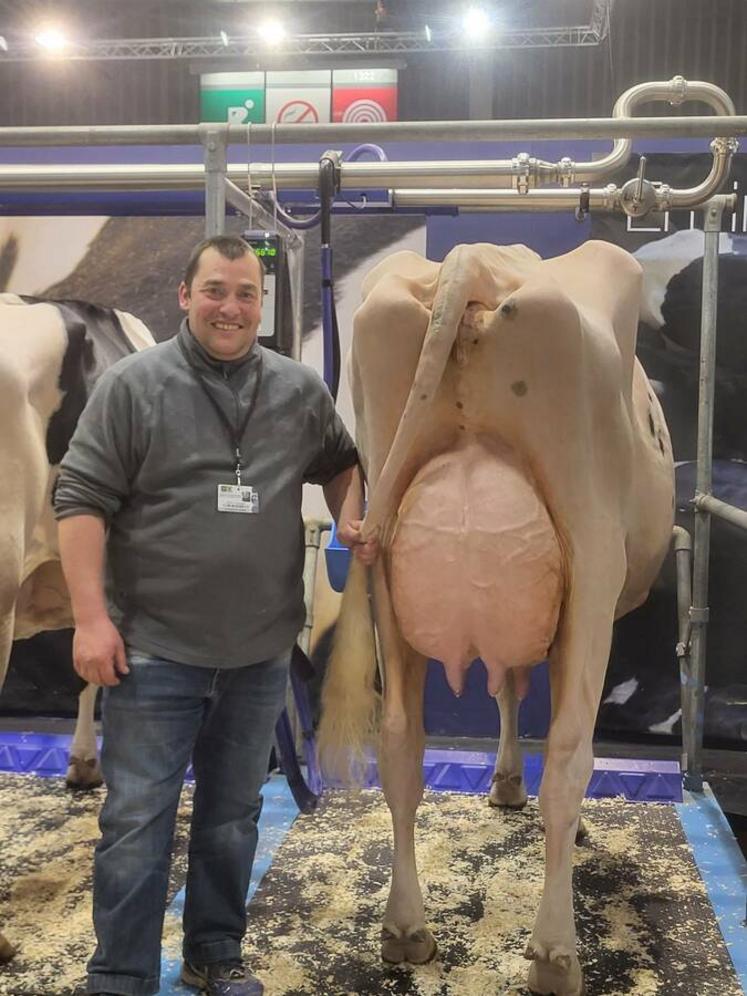 Les deux vaches sont tondues et lavées à chaque étape des sélections, puis avant d'être dévoilées sur le ring.