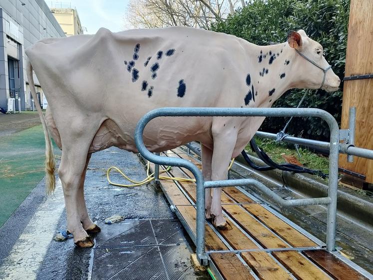 My-Way EHB concourait dans la catégorie 4e lactation. Cette prim’holstein à la morphologie remarquable a atteint la 11e place du classement.