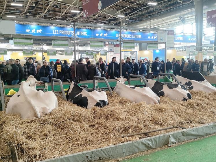 Du 23 au 28 février, les deux vaches ont vu défiler les visiteurs du Sia. Elles ont pu rentrer chez elles le lendemain du concours qui avait lieu le lundi.