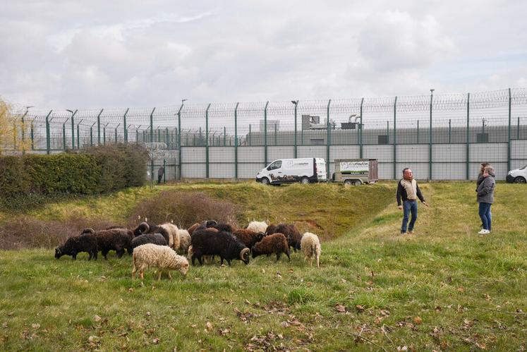 Le 6 mars, à Châteaudun. Une trentaine de moutons vont assurer l'entretien des espaces herbacés autour du centre de détention.