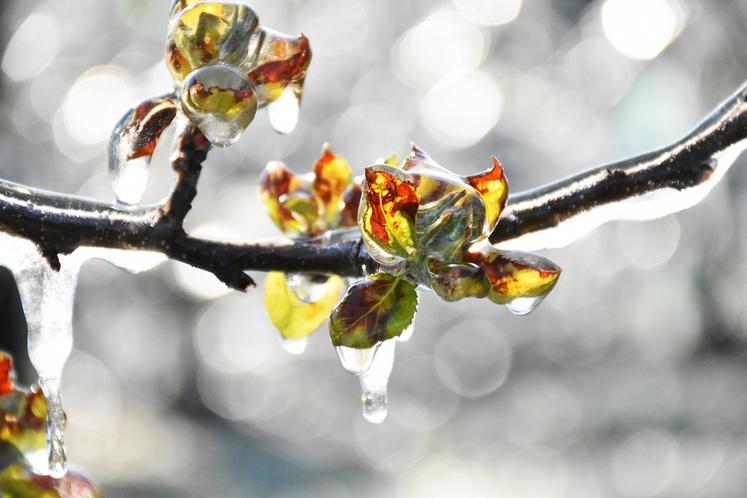 FranceAgriMer lance un programme d'aide aux investissements pour l'acquisition de matériels de protection contre les aléas climatiques.