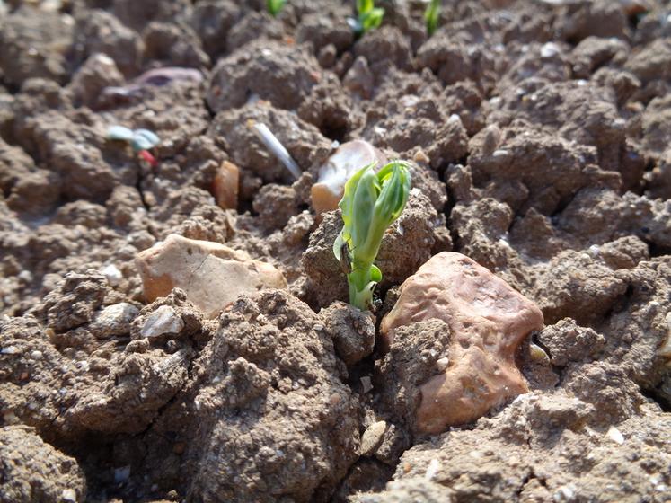 Sitone sur pois levé.