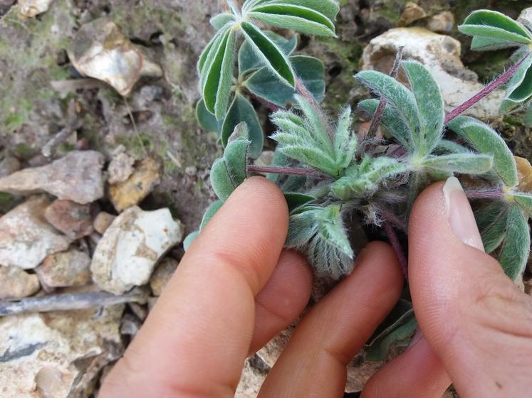 Thrips sur lupin.