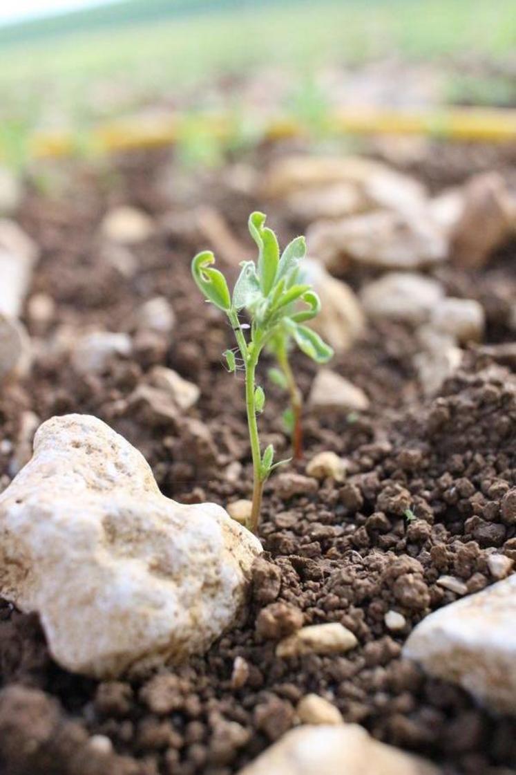 Pucerons verts sur lentille.