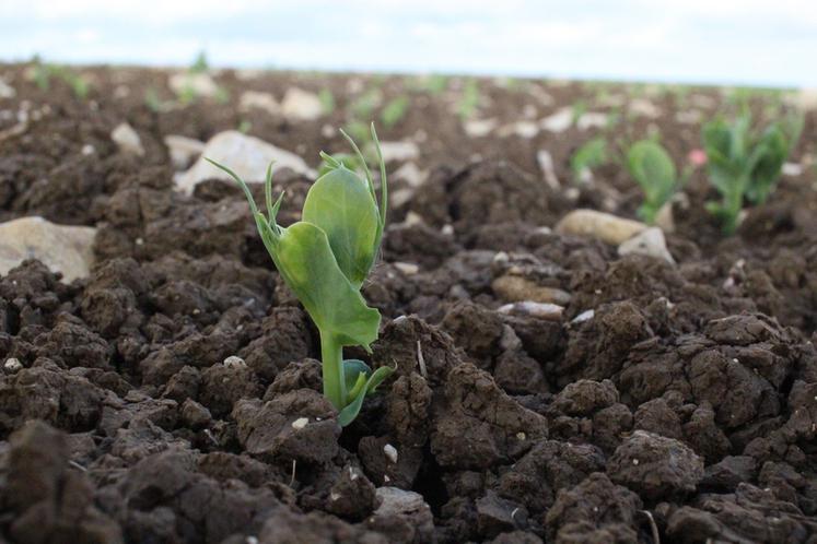 Puceron vert sur pois.