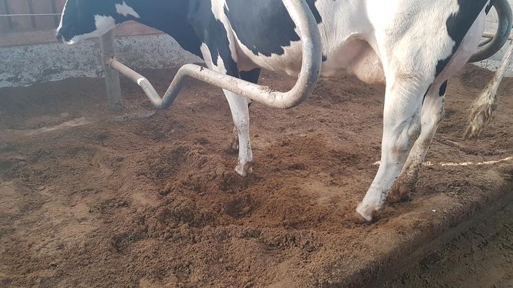 Xavier Plaideau, éleveur laitier seinomarin avec 80 vaches, a choisi d'utiliser du lisier déshydraté pour les logettes de son bâtiment.