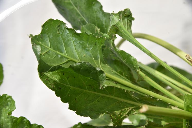 Les feuilles de betteraves infestées en Bugdorm sont directement agrafées sur les plantes au champ au moment de l'inoculation.