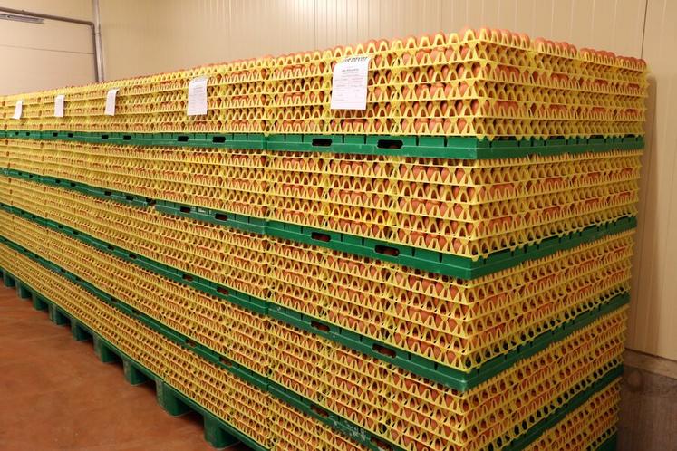 Les œufs sont stockés avant d’être collectés tous les deux jours par la société marnaise Sodine, qui les conditionne et les distribue.
