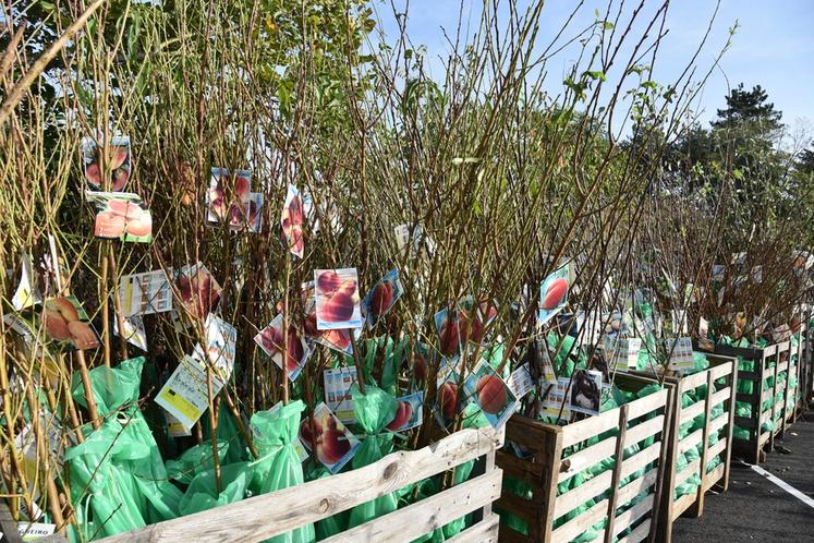 Avant de planter de nouveaux arbres, mieux vaut prendre connaissance de la réglementation.