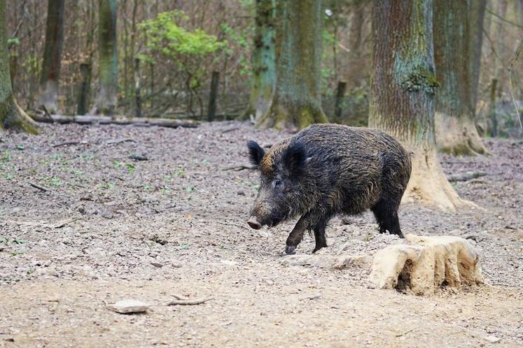 Un accord a été signé entre les OPA et la Fédération des chasseurs sur les dégâts de grand gibier.