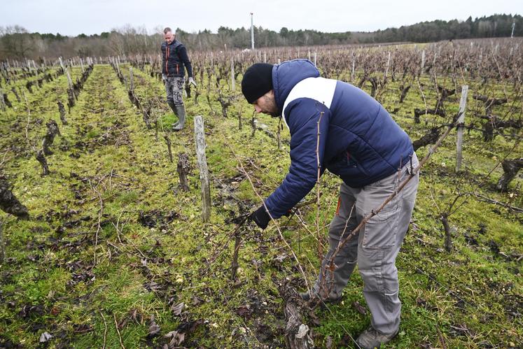 Il faut en moyenne 50 heures par hectare pour tailler les vignes.