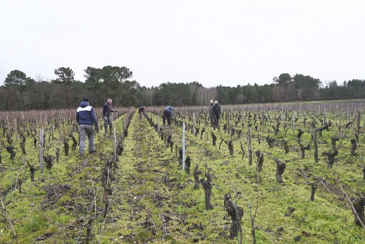 Les viticulteurs essaient de retarder la taille des vignes pour lutter contre le gel. Des méthodes, comme la taille en deux temps, font de plus en plus d'adeptes. 