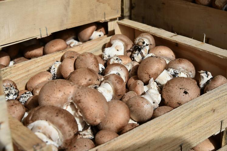 Les champignons abîmés sont envoyés près de Nemours (Seine-et-Marne) pour être transformés.