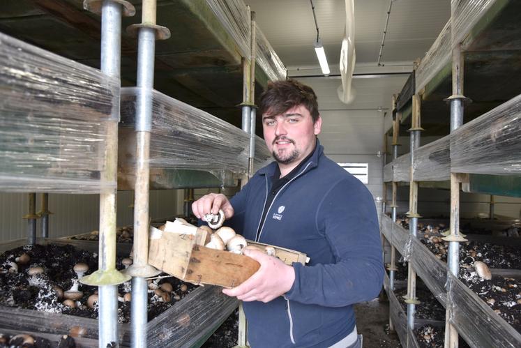 À Allainville-en-Beauce, Charlie Delorme a fait aménager cinq salles contenant chacune 40 bacs à champignons.