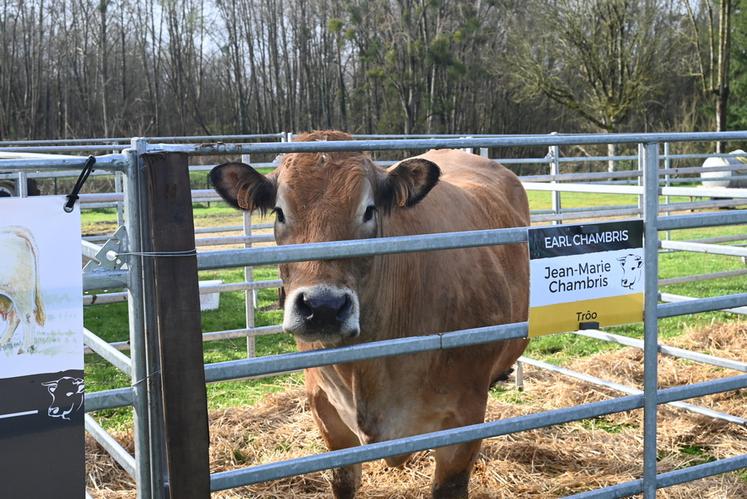 Huit bovins de différentes races ont été présentés.