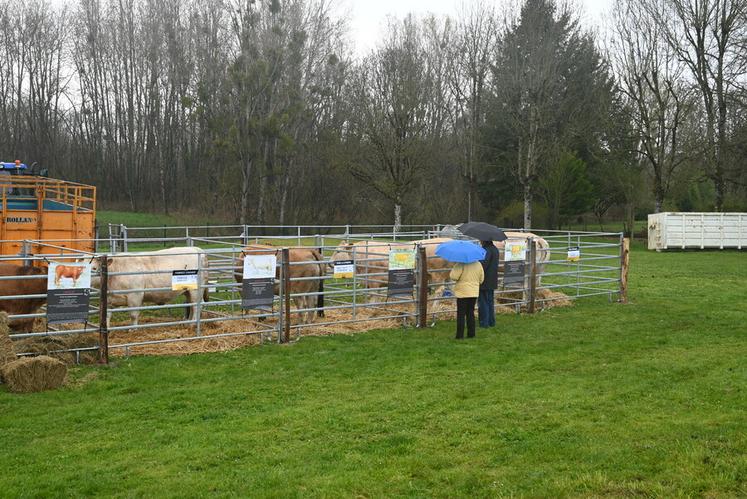 La pluie n'a pas empêché les visiteurs de venir voir les bêtes. Les parapluies étaient de sortie avant que le soleil ne fasse son apparition en toute fin de matinée.