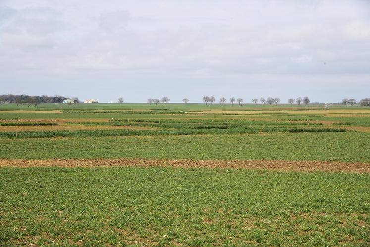 Le salon des Culturales s'étendra sur 25 hectares au nord de Congerville-Thionville.