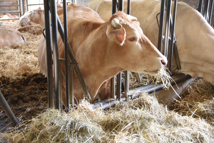 Échouboulains, jeudi 23 mars. En 2020, avec un poids de 490 kgc, la blonde d'Aquitaine est l'une des races les plus lourdes en moyenne grâce à une croissance rapide et de très bons rendements de carcasse et de viande nette. 
