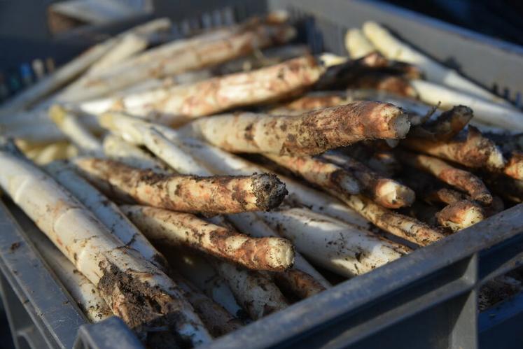 Une fois récoltées, les asperges sont rapatriées à la ferme pour être calibrées. 