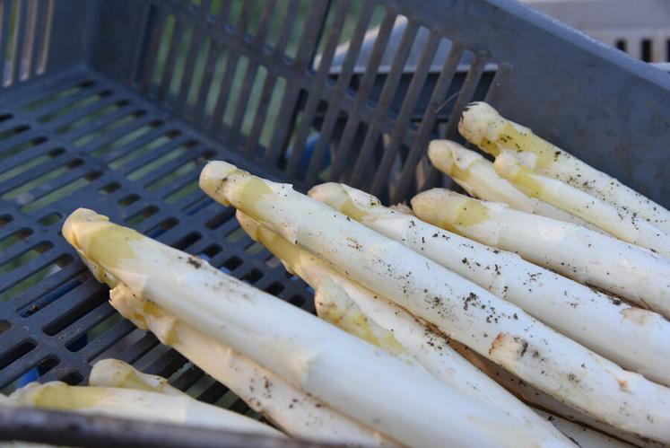 Les asperges impactées par le gel sont jaunies et vitreuses.