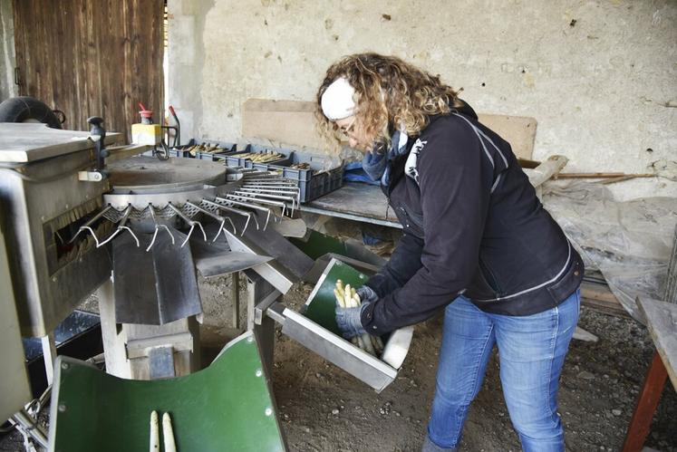 Une fois récoltées, les asperges sont rapatriées à la ferme pour être calibrées. Elles sont alors coupées grâce à une machine avant d'être proposées à la vente en botte d'un kilo.