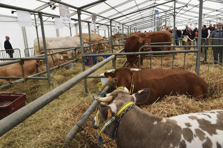 Coulommiers (Seine-et-Marne), vendredi 31 mars. Dès l'ouverture de la foire, les animaux de boucherie étaient exposés sous le chapiteau.