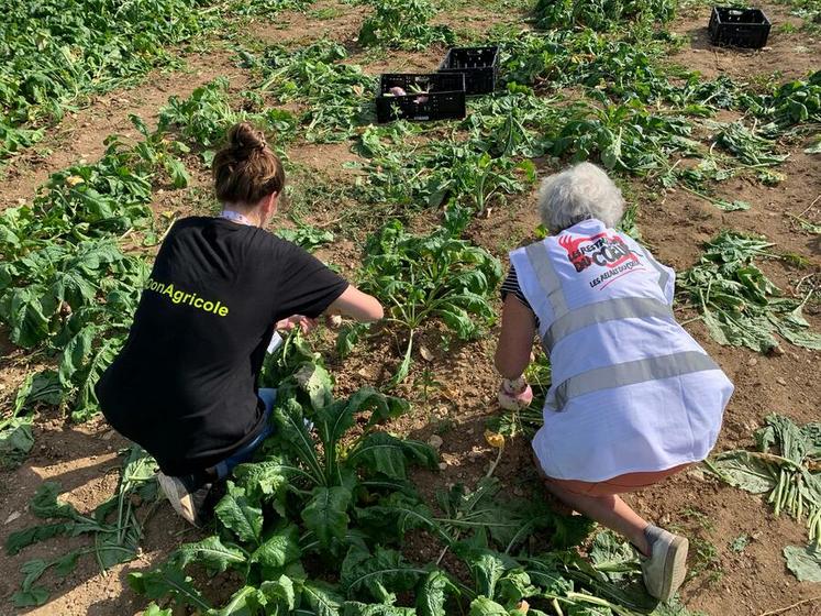 Glanage solidaire lors des Terres de Jim en septembre dernier. Les légumes ramassés ont été donnés aux Restos du cœur et à la Banque alimentaire.