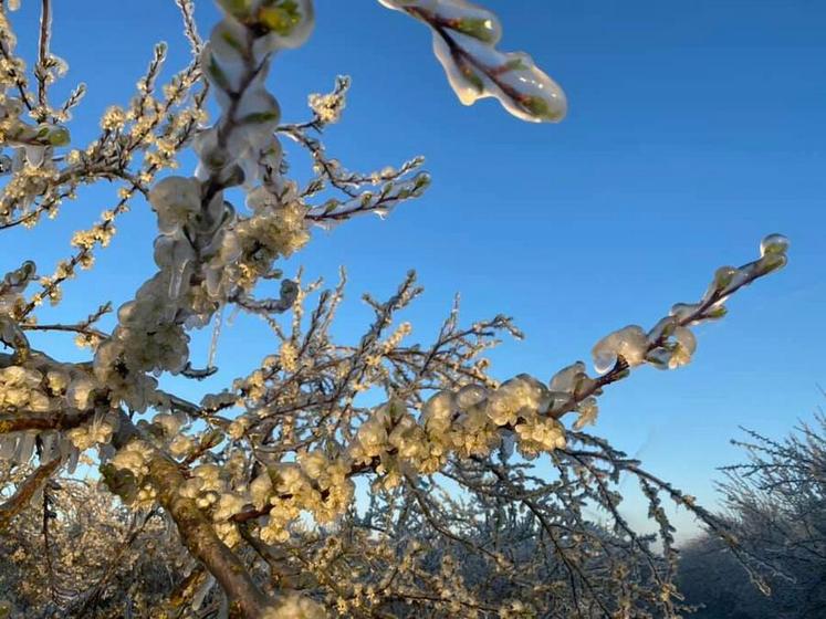 L'an dernier, le thermomètre avait affiché - 7 °C deux nuits d'affilée, obligeant les exploitants comme Jean-Luc Gauthier à asperger leurs fruitiers.