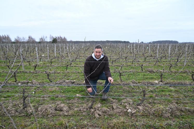 Jérôme Marcadet, vigneron à Feings et président de l'ODG de Cheverny/Cour-Cheverny, fait un état des lieux de l'impact des dernières gelées sur ses vignes.