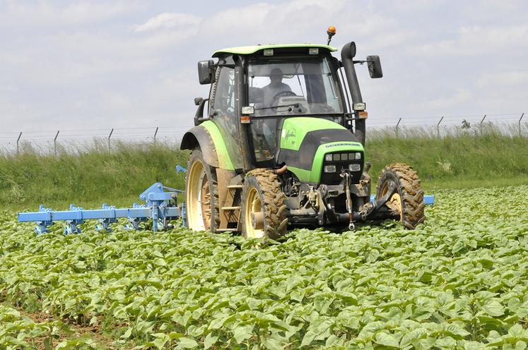 Le binage est un allié précieux pour la conduite du tournesol. 