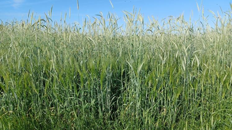 Des Cive (Cultures intermédiaires à vocation énergétiques) composés d'orge hybride, de seigle et de triticale. 