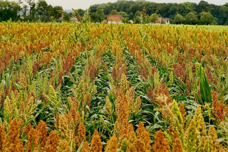 Originaire d'Afrique, le sorgho est de plus en plus cultivé en France et en Europe.