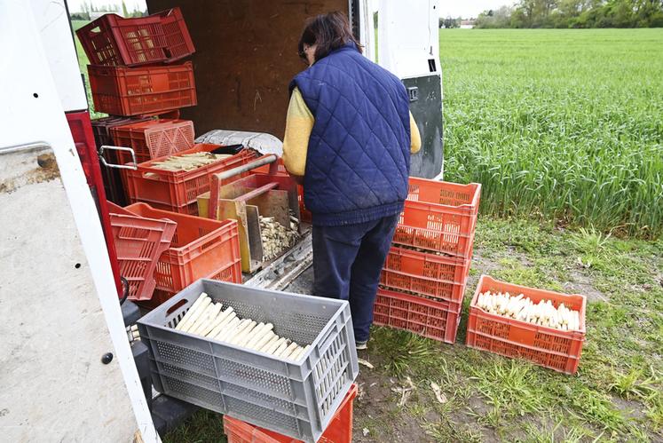 Ginette Riollet gère le tri manuellement, dès les asperges récoltées et sans les laver. 
