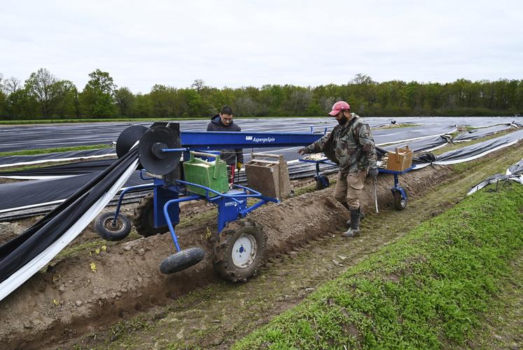 À la Ferme du Lieu neuf, à Romorantin-Lanthenay, la récolte des asperges blanches, qui se déroule principalement le matin, se fait à l'aide d'une machine permettant de soulever le plastique.