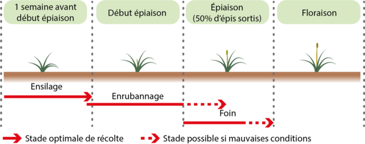 Stades de récolte de l’herbe. 